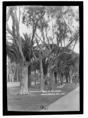 Eucalyptus trees on the Palisades, Santa Monica, Cal