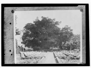 Rubber Tree (Fibus Australis) native of Australia, Miramar Hotel Grounds, Santa Monica, Calif