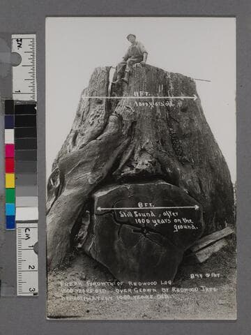 Freak growth of redwood log over grown by redwood tree