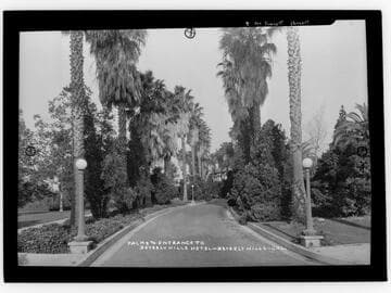 Palms & entrance to Beverly Hills Hotel, Beverly Hills, Cal
