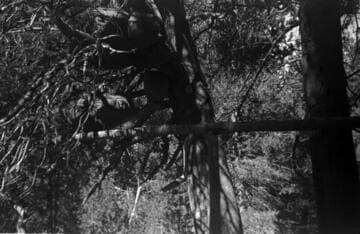 Big Creek, Fish Valley