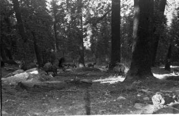 Big Creek, Fish Valley