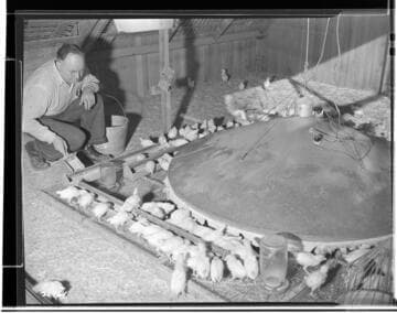 P2 - Poultry - Mr. Hauser