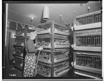 Poultry Book - Busse Ranch