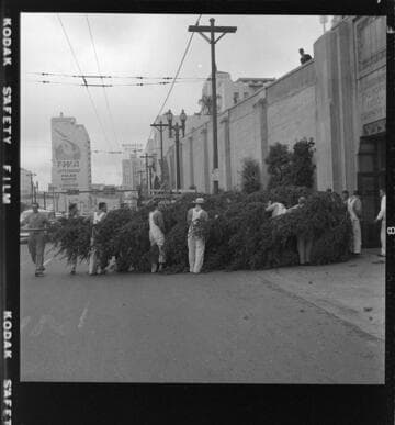 Unloading large Christmas Tree from truck and transporting it into Edison's General Office lobby