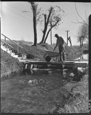 Man with a wheelbarrow on a small bridge feeding fish in the stream