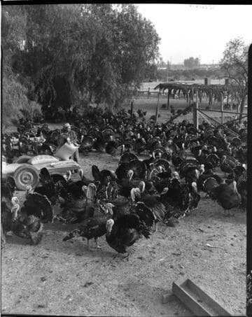 Farmer feeding full grown turkeys in a pen