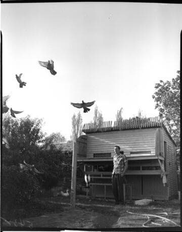 Man releasing homing pigeons from his pigeon coop