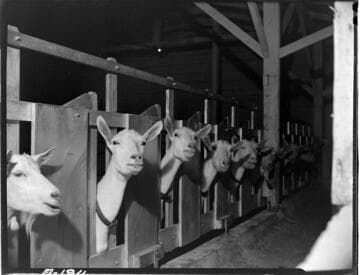 Dairy Booklet photos