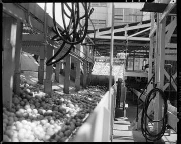 Lemon Exchange -- fruit sorting equipment