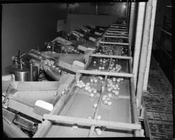 Lemon Exchange -- fruit sorting equipment