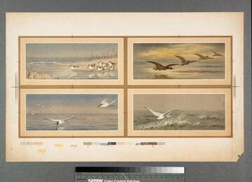 [Proof sheet of four scenes of birds on water]