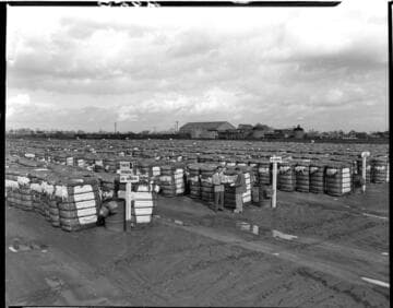 Men in suits inspecting baled cotton in a field