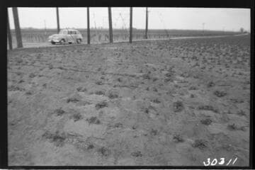 Vincent Transmission Line - Tower 13-2