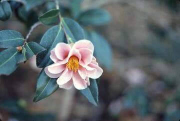Camellia x vernalis 'Grady's Egao'