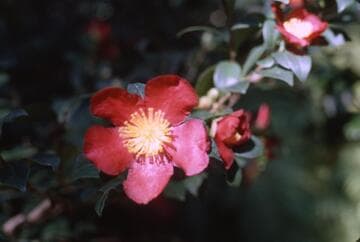Camellia x vernalis 'Yuletide'