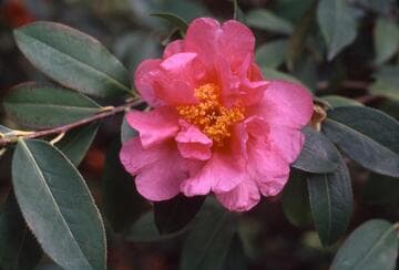 Camellia 'Carl Tourjé'