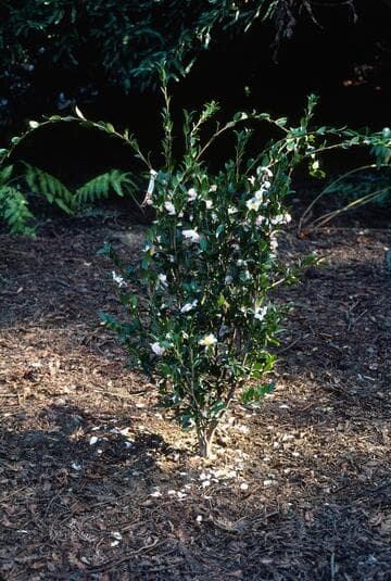Camellia sasanqua 'Apple Blossom (Coolidge)'
