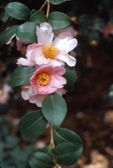 Camellia sasanqua 'Momozono' (Peach Garden)