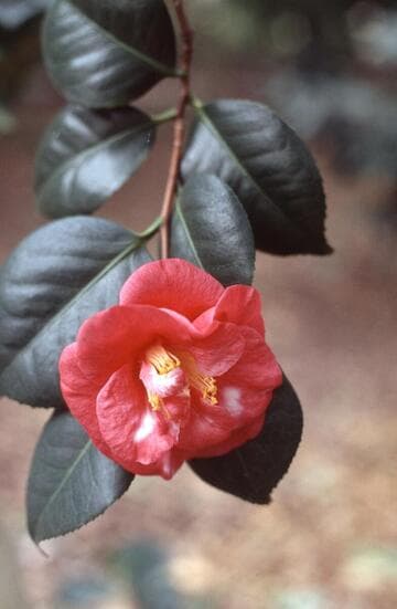 Camellia japonica 'Latifolia Variegated'