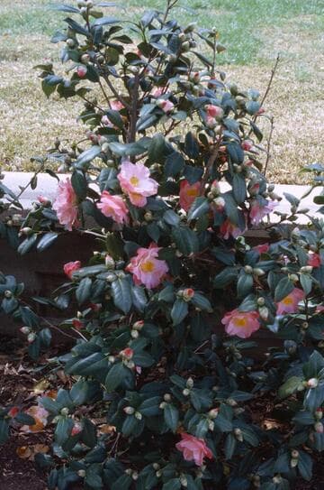 Camellia japonica 'Nuccio's Carousel'