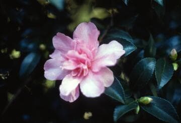 Camellia hiemalis 'Elfin Rose'