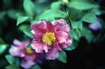 Camellia 'Flower Girl'