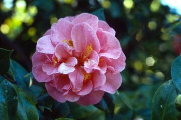 Camellia japonica 'Mrs. Freeman Weiss'