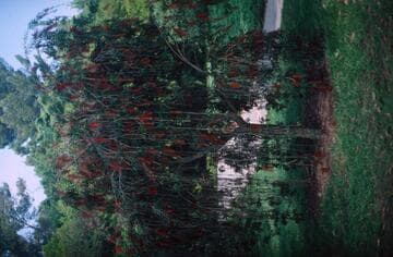 Callistemon viminalis 'Red Cascade'