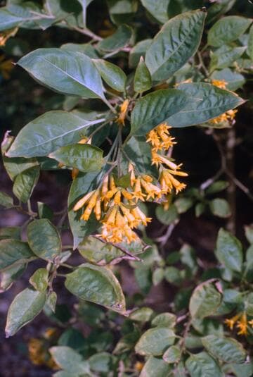 Cestrum warszewiczii