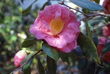 Camellia japonica 'Coral Pink Lotus'