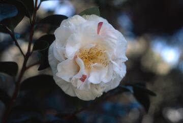 Camellia japonica 'Carnival Queen'