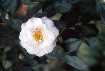 Camellia japonica 'Bryan Wright'
