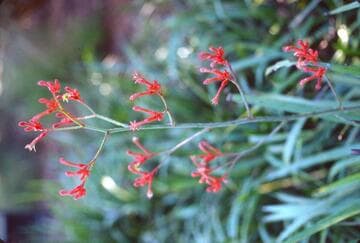 Anigozanthos flavidus