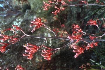 Anigozanthos flavidus