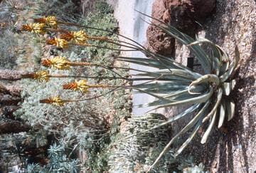 Aloe wickensii