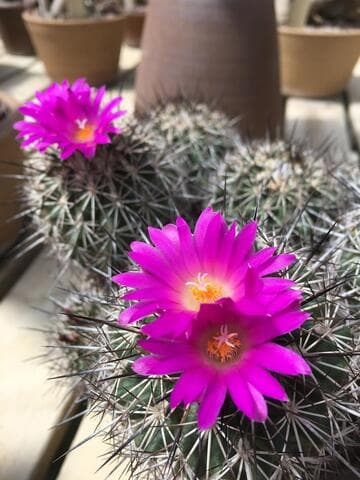 Turbinicarpus horripilus