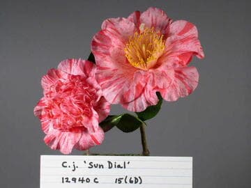 Camellia japonica 'Sun Dial'