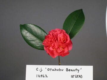 Camellia japonica 'Otahuhu Beauty'