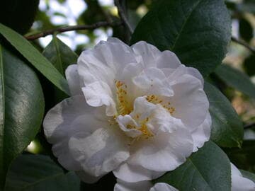 Camellia japonica 'Tallahassee Girl'