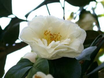 Camellia japonica 'Shiragiku' (White Chrysanthemum)