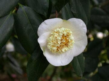 Camellia japonica 'Fuji-no-yuki' (Snow on Fuji)