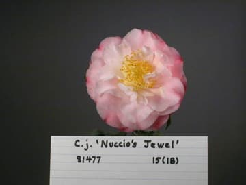 Camellia japonica 'Nuccio's Jewel'