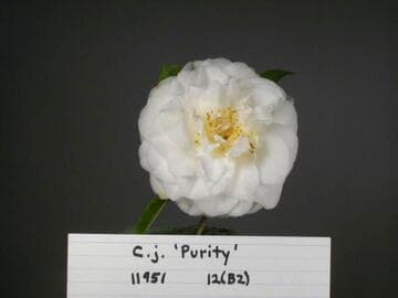 Camellia japonica 'Shiragiku' (White Chrysanthemum)