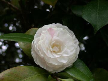 Camellia japonica 'Cup of Beauty'