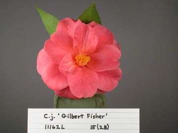 Camellia japonica 'Gilbert Fisher'