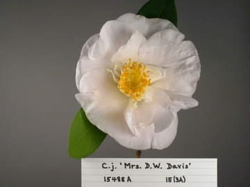 Camellia japonica 'Mrs. D. W. Davis'