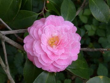 Camellia japonica 'Happy Holidays'