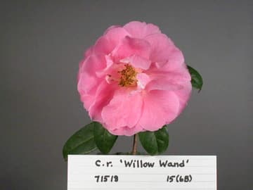 Camellia reticulata 'Liuye Yinhong'