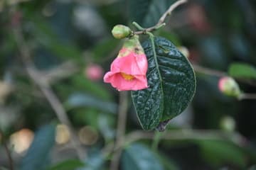 Camellia semiserrata